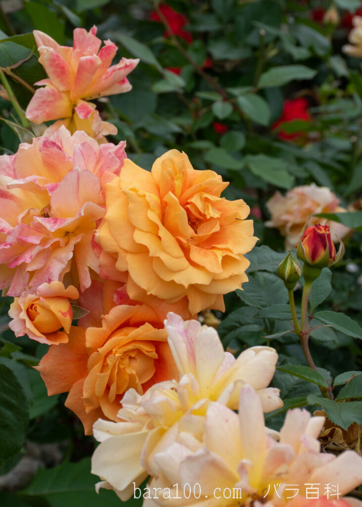 万葉：長居植物園バラ園で撮影したバラの花
