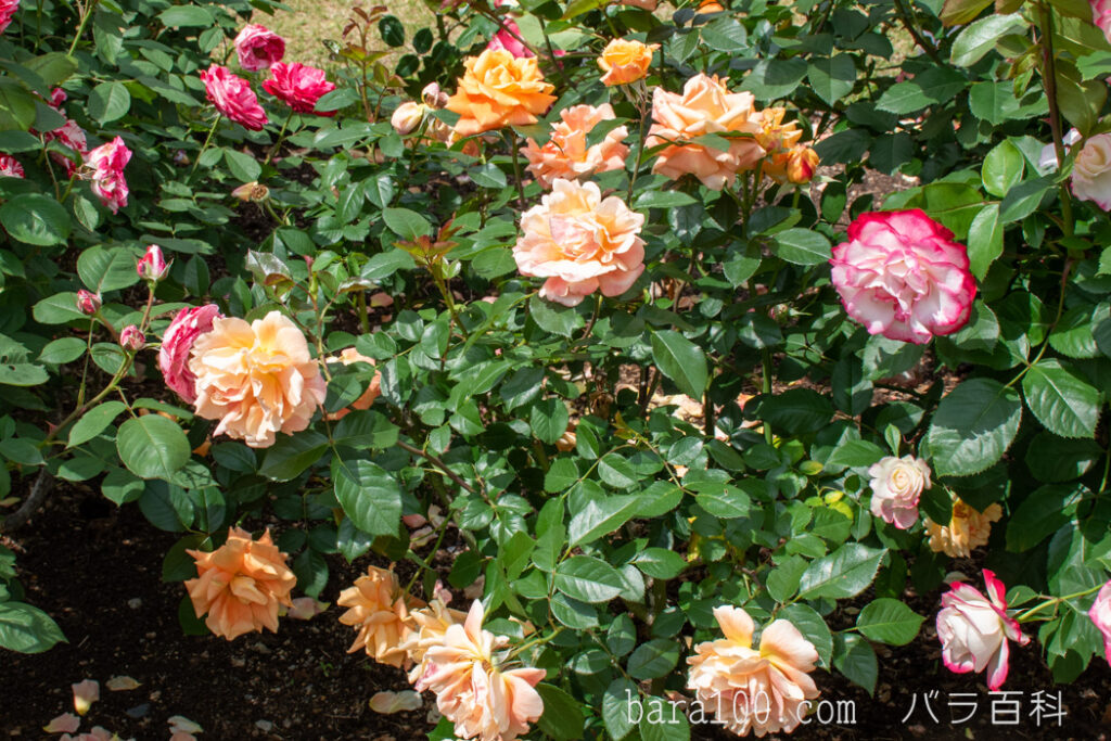 万葉：京都府立植物園 バラ園で撮影したバラの木全体