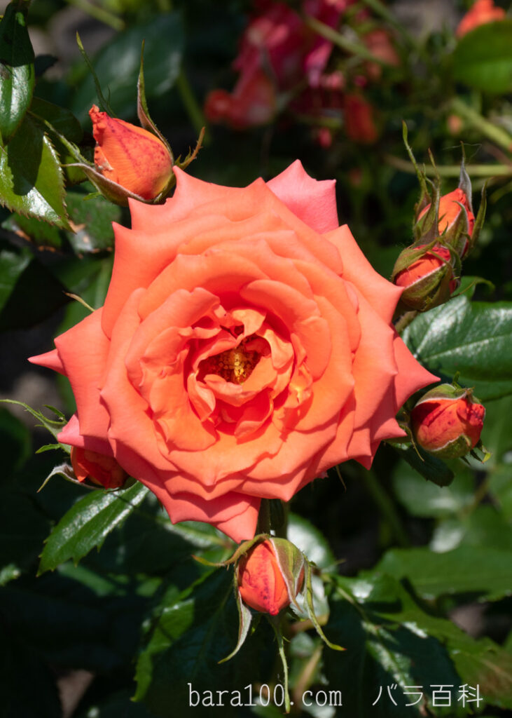 マリーナ：びわ湖大津館イングリッシュガーデンで撮影したバラの花