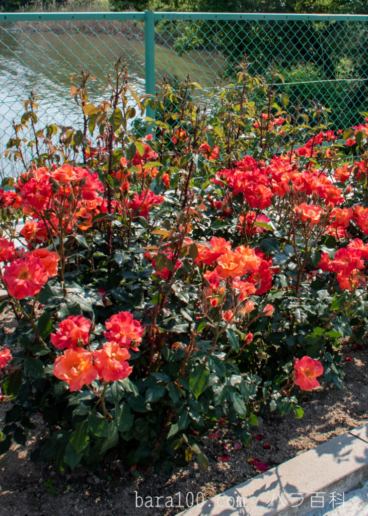 プリンセス ミチコ：湖西浄化センター バラ花壇で撮影したバラの木全体
