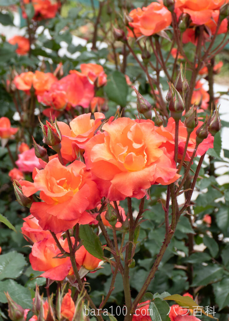 プリンセス ミチコ：湖西浄化センター バラ花壇で撮影したバラの花とつぼみ