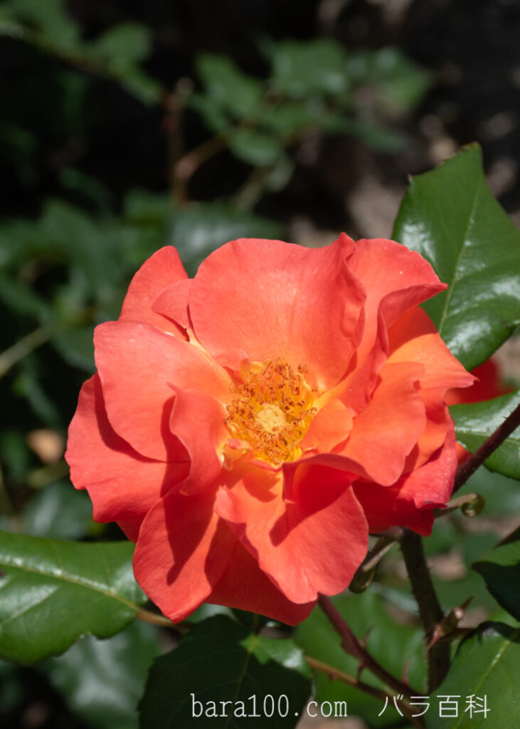 プリンセス ミチコ：市民四季の森 バラ園で撮影したバラの花