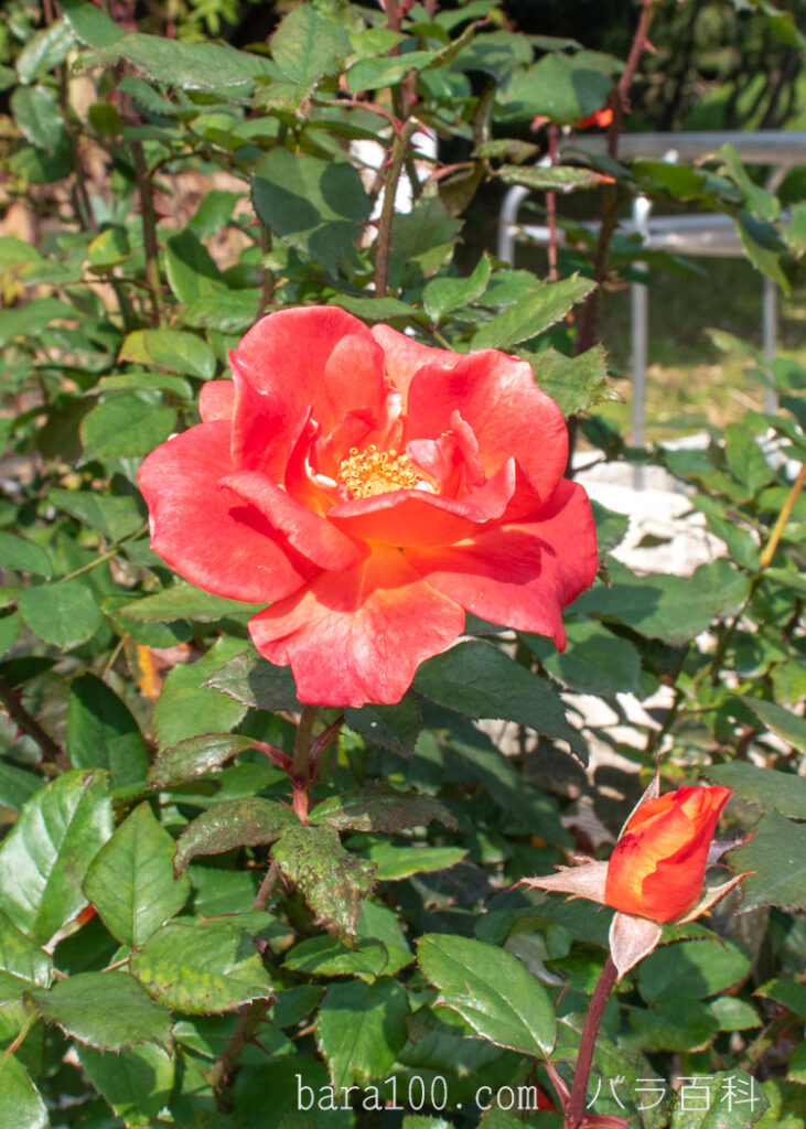 プリンセス ミチコ：長居植物園バラ園で撮影した秋バラの花