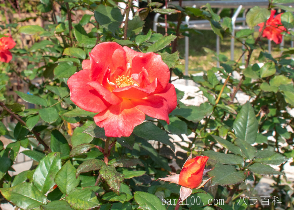 プリンセス ミチコ：長居植物園バラ園で撮影した秋バラの花