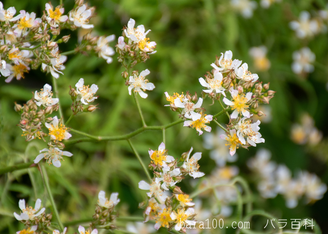 ショウノスケバラ / ロサ ムルティフロラ ワトソニアーナ