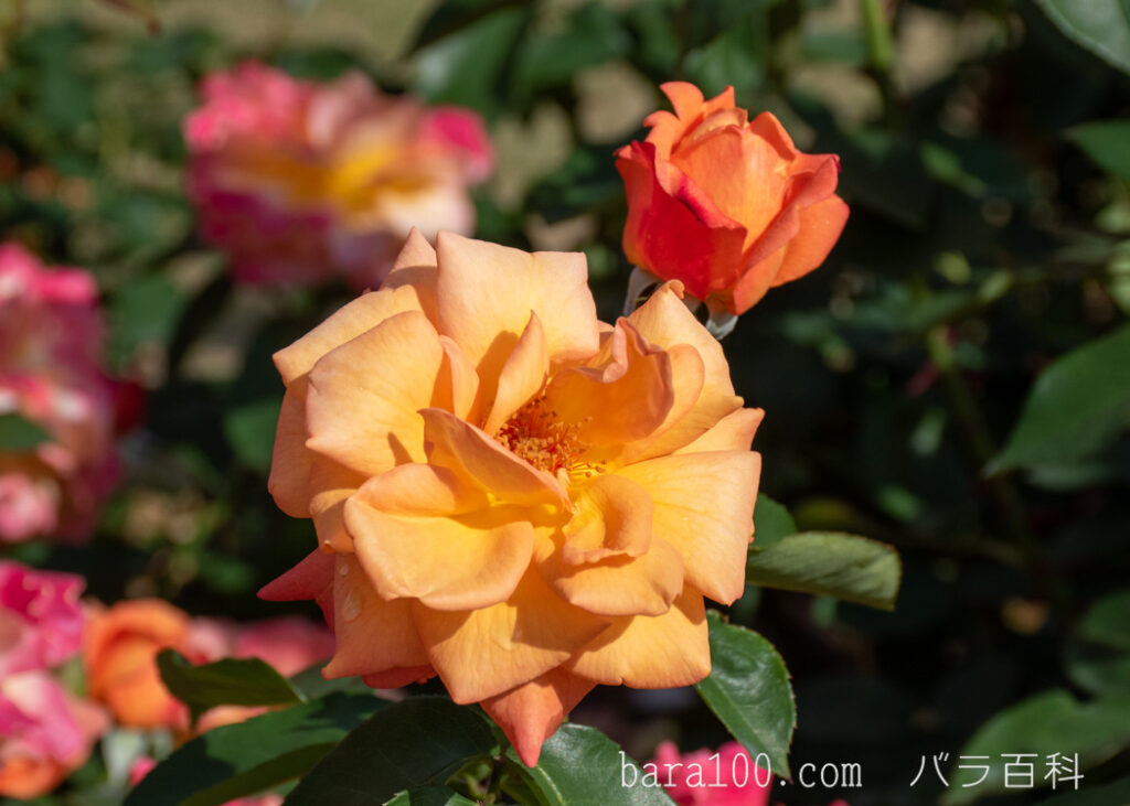 スヴニール ドゥ アンネ フランク / アンネの思い出：京都府立植物園 バラ園で撮影したバラの花