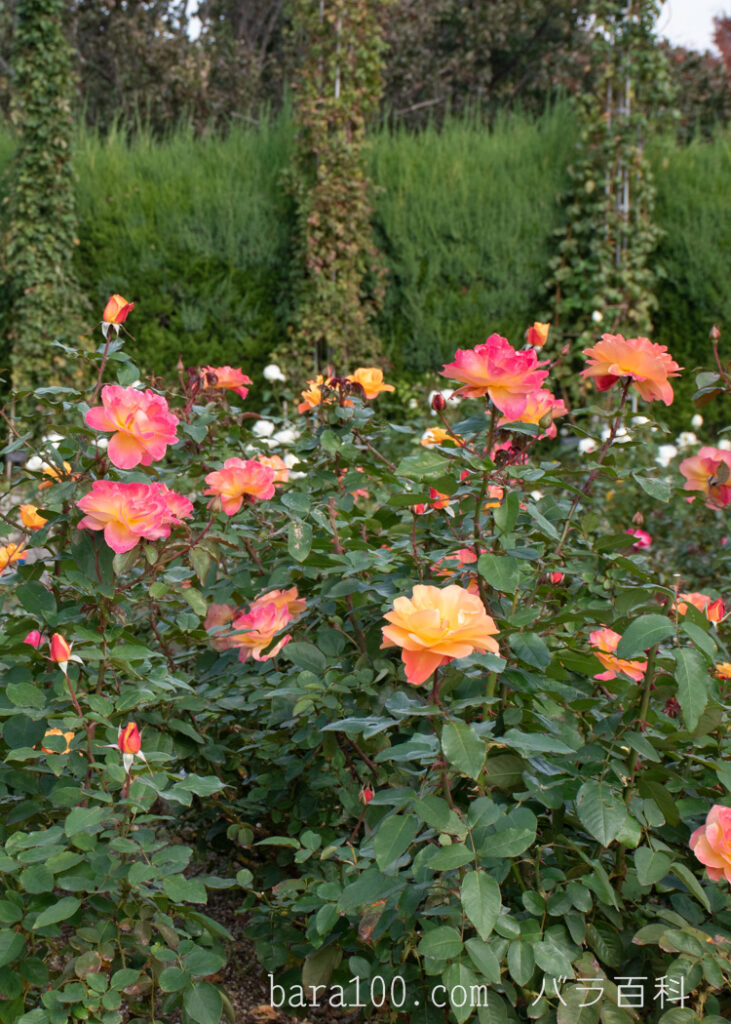 スヴニール ドゥ アンネ フランク  /  アンネの思い出：長居植物園バラ園で撮影した秋バラの花