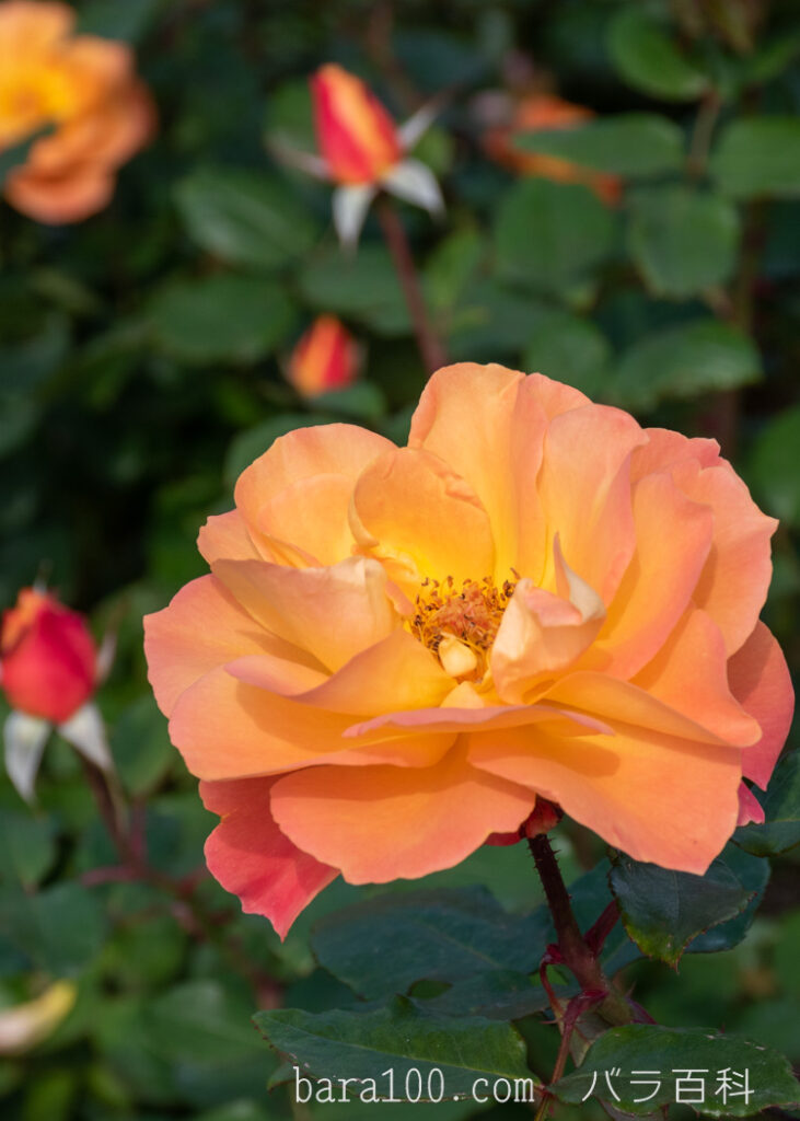 スヴニール ドゥ アンネ フランク / アンネの思い出：長居植物園バラ園で撮影した秋バラの花