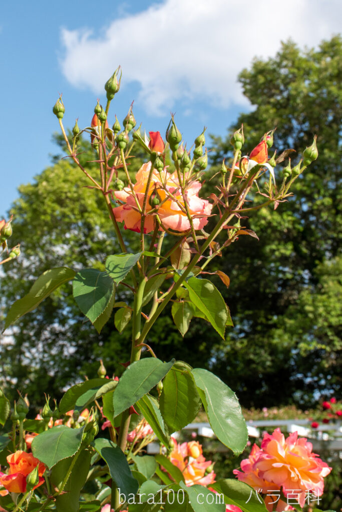 スヴニール ドゥ アンネ フランク / アンネの思い出：京都府立植物園 バラ園で撮影したバラの花