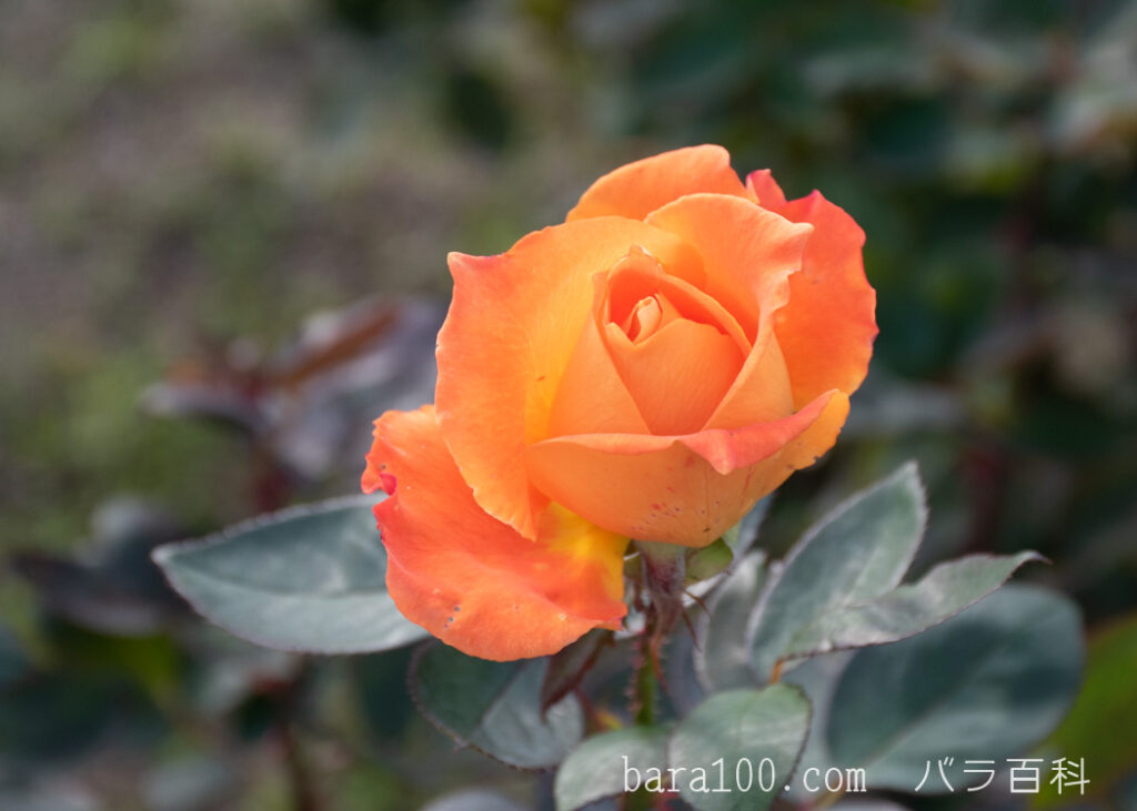 鶴見'90(ツルミ90)：花博記念公園鶴見緑地 バラ園で撮影したバラの花