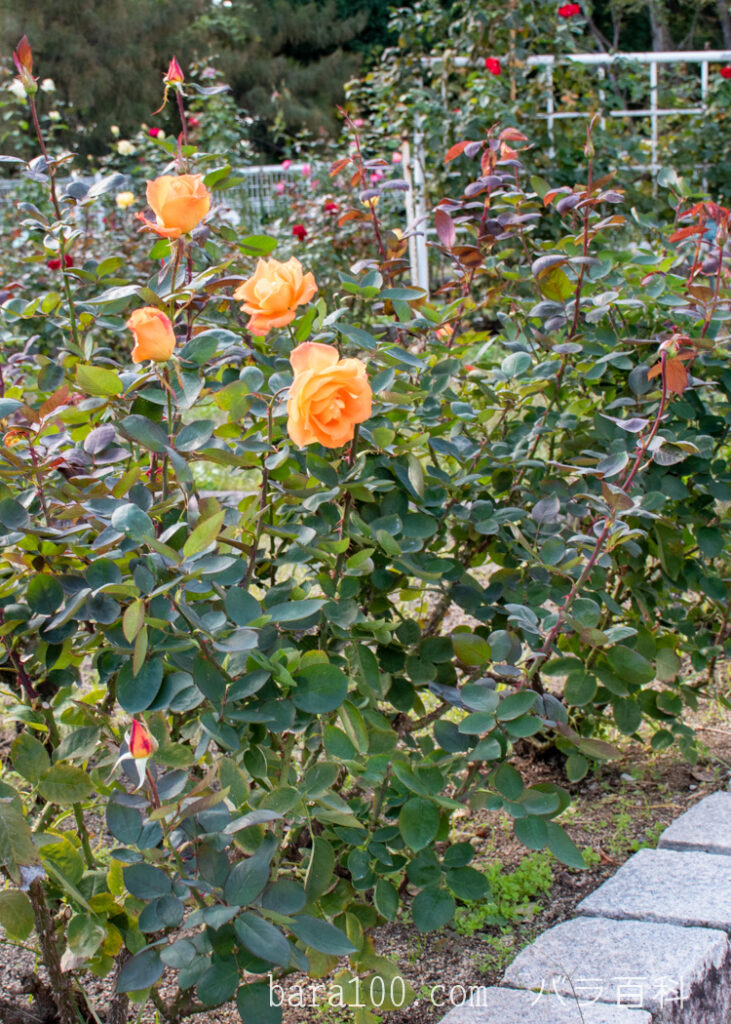 鶴見'90(ツルミ90)：花博記念公園鶴見緑地 バラ園で撮影したバラの花