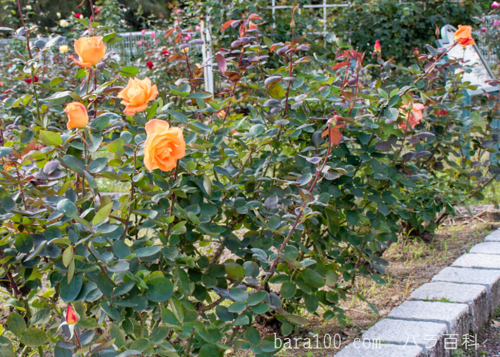鶴見’90(ツルミ90)：花博記念公園鶴見緑地 バラ園で撮影した秋バラの花の木