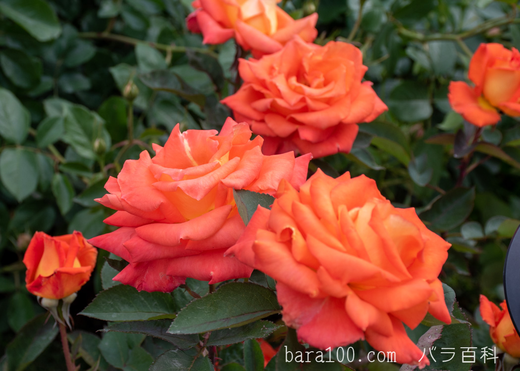 鶴見'90（ツルミ'90） – バラ百科