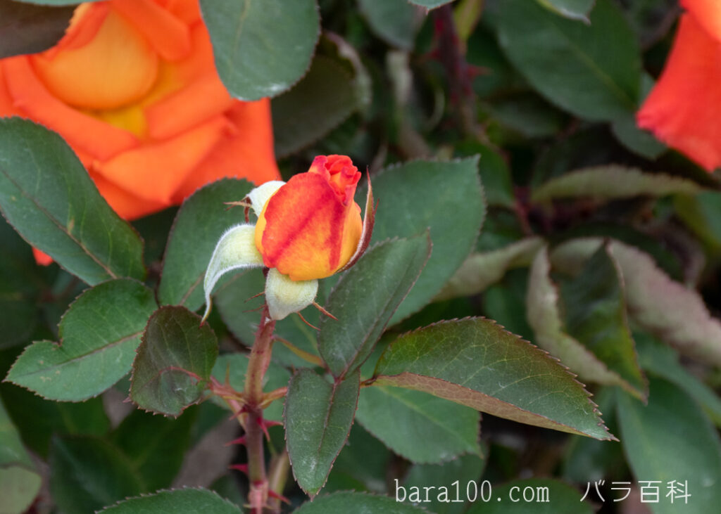 鶴見'90(ツルミ90)：ひらかたパーク ローズガーデンで撮影したバラの花のつぼみ