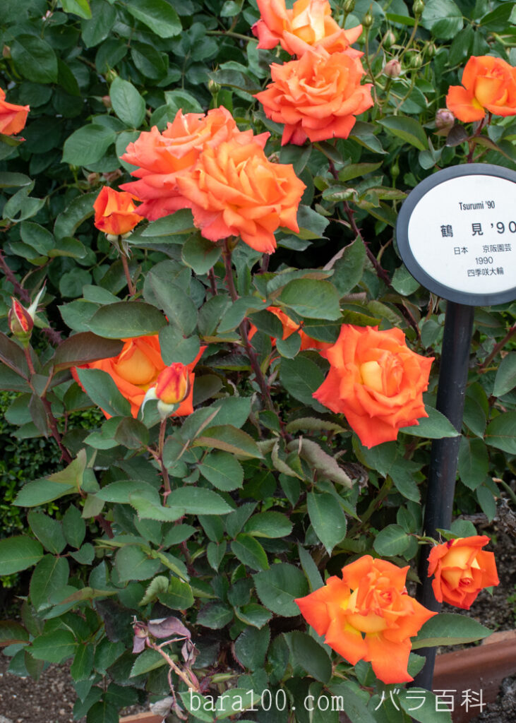 鶴見'90(ツルミ90)：ひらかたパーク ローズガーデンで撮影したバラの花