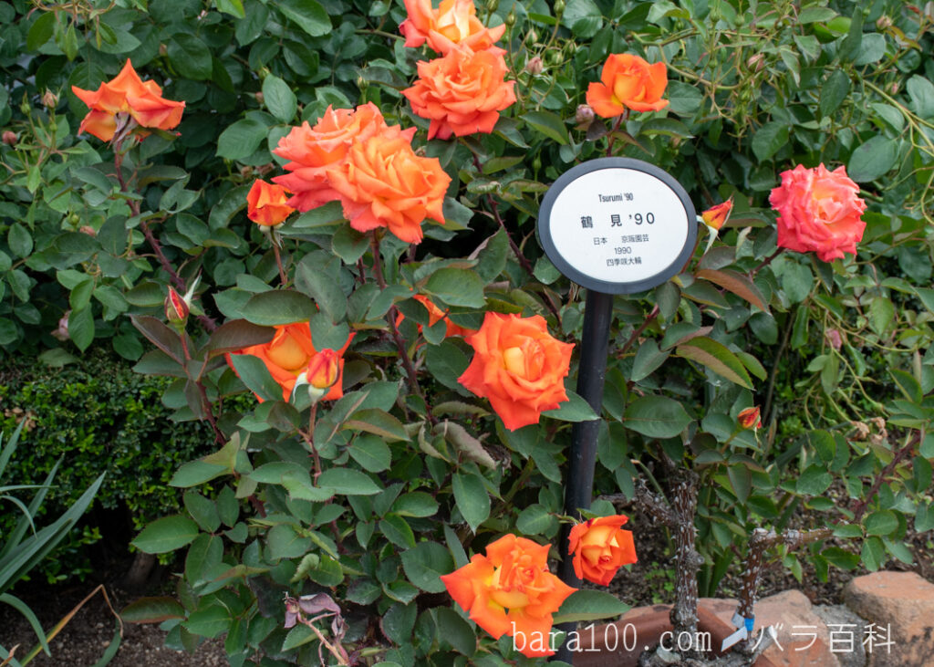 鶴見'90(ツルミ90)：ひらかたパーク ローズガーデンで撮影したバラの花