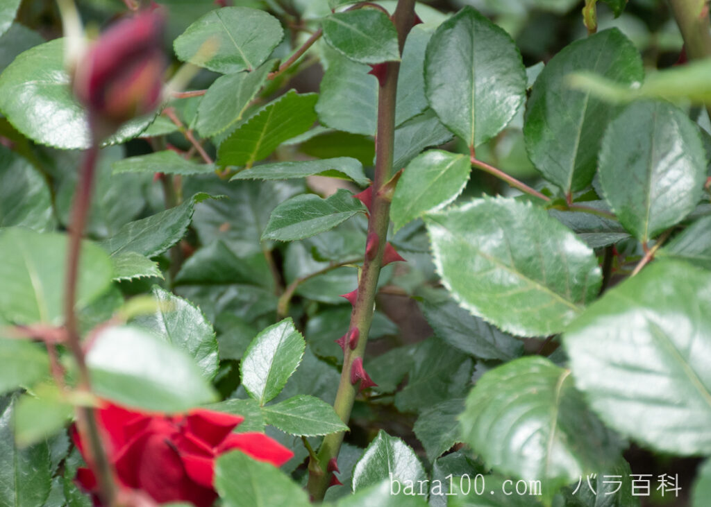 ウルメールミュンスター：びわ湖大津館イングリッシュガーデンで撮影したバラの枝と葉とトゲ