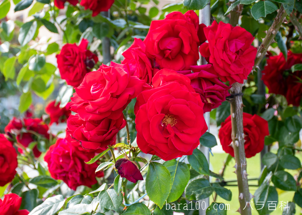 ウルマー ミュンスター / ウルメール ミュンスター