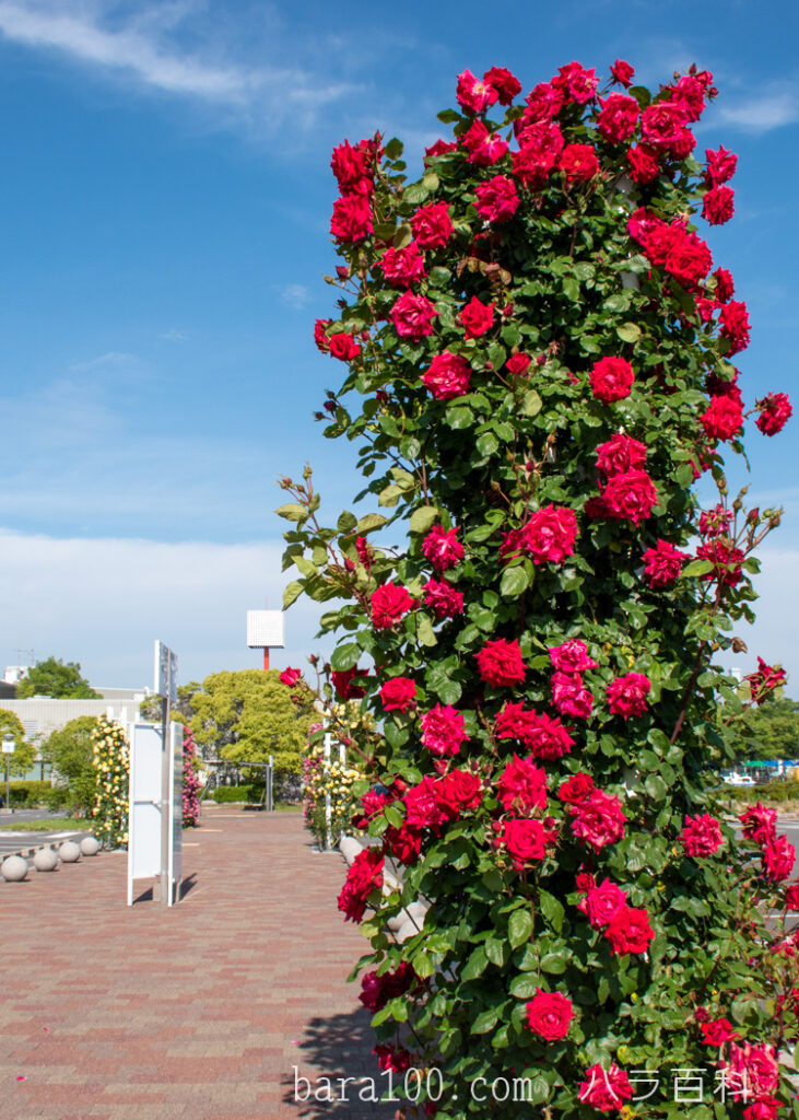 アンクル ウォルター：万博記念公園 平和のバラ園で撮影したつるバラの花の木全体