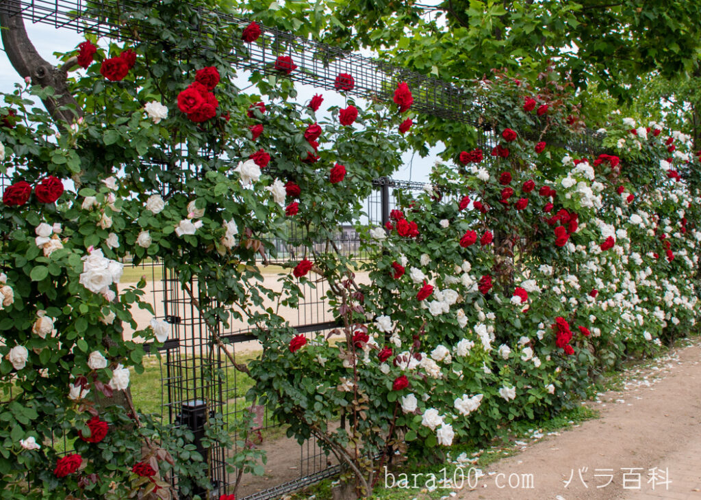 アンクル ウォルター：庄堺公園 バラ園で撮影したつるバラの花のフェンス