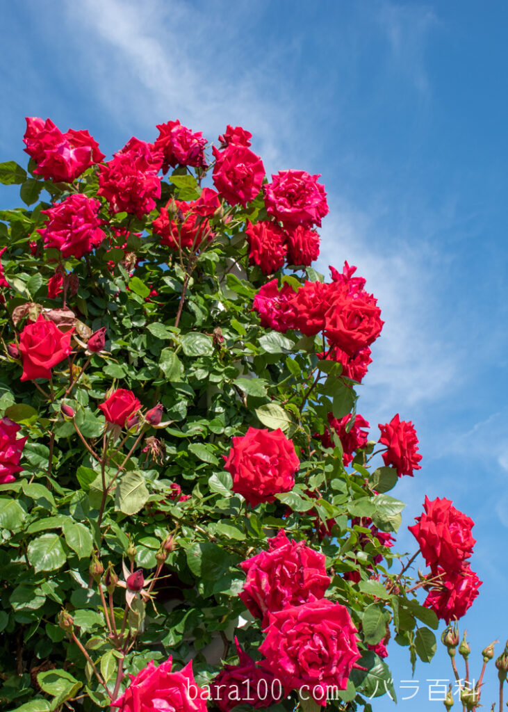 アンクル ウォルター：長居植物園バラ園で撮影したつるバラの花と青空