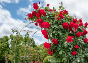 アンクル ウォルター：湖西浄化センター バラ花壇で撮影したつるバラの花のアーチ