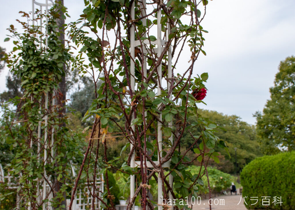 アンクル ウォルター：万博記念公園 平和のバラ園で撮影した秋のつるバラの木全体