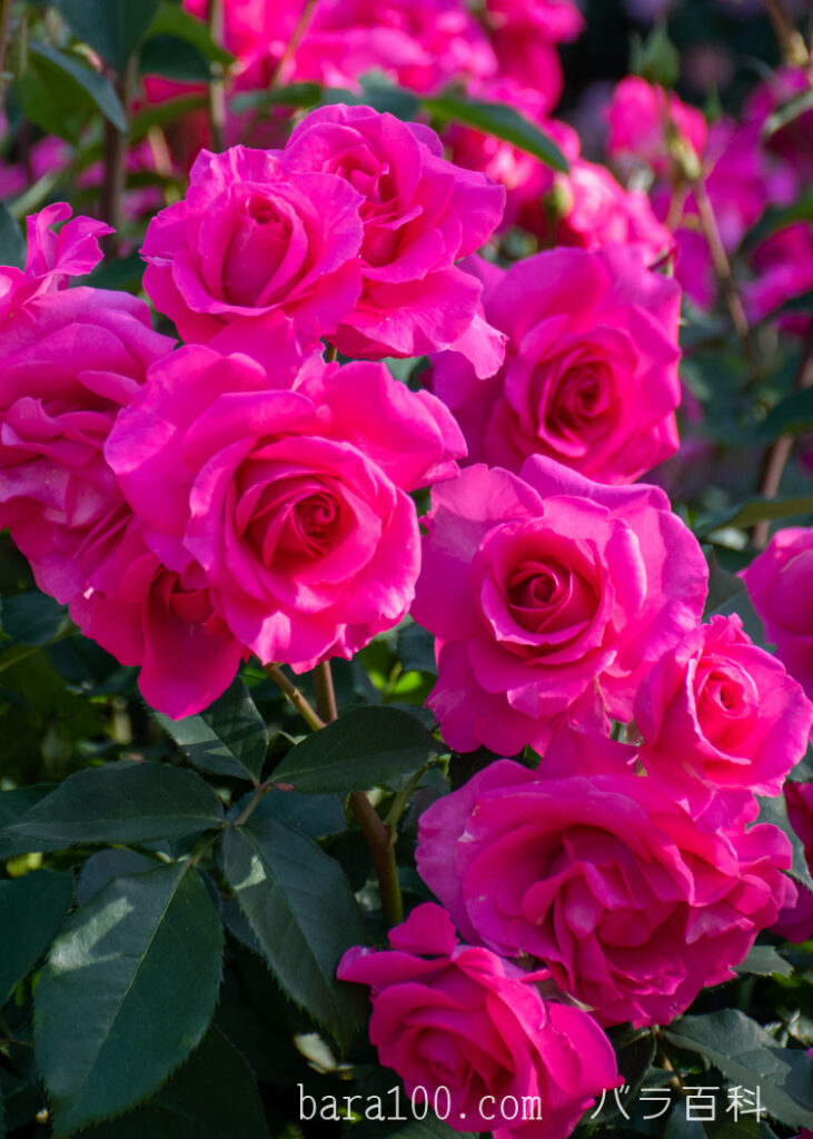 ローズうらら：京都府立植物園 バラ園で撮影した満開のバラの花