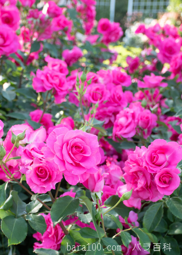ローズうらら：京都府立植物園 バラ園で撮影した満開のバラの花