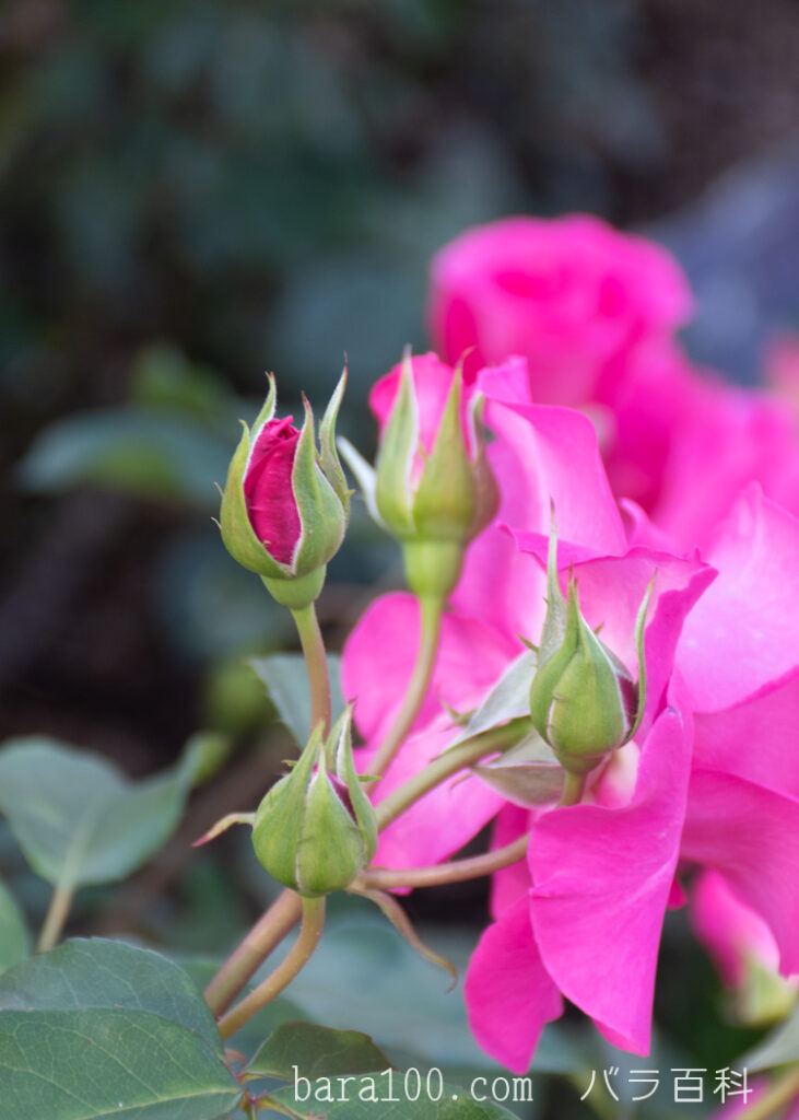 ローズうらら：京都府立植物園 バラ園で撮影したバラの花のつぼみ