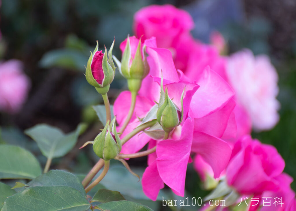 ローズうらら：京都府立植物園 バラ園で撮影したバラの花のつぼみ