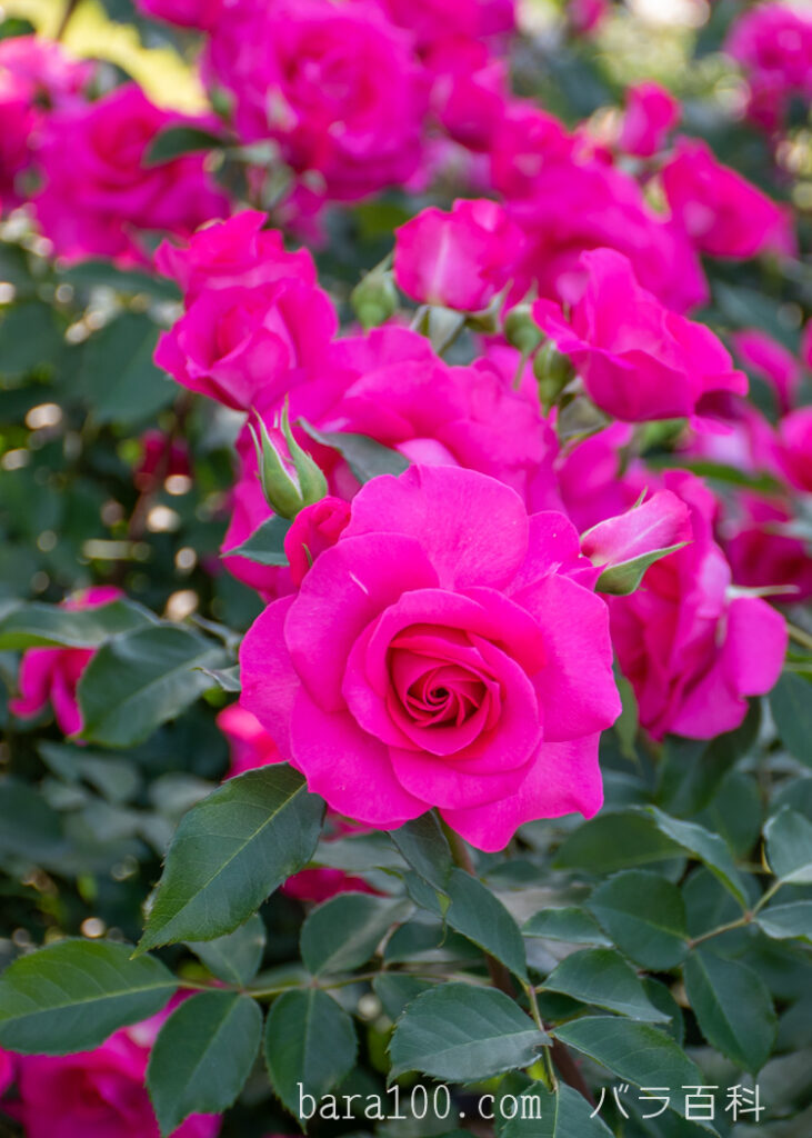 ローズうらら：京都府立植物園 バラ園で撮影したバラの花とつぼみ