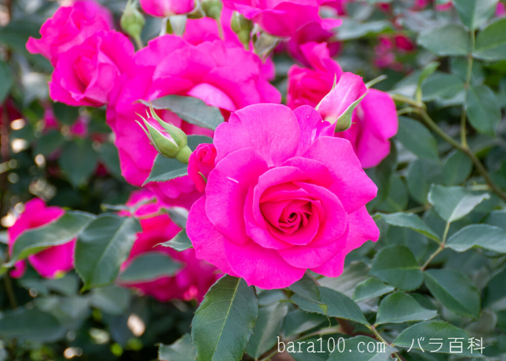 ローズうらら：京都府立植物園 バラ園で撮影したバラの花とつぼみ