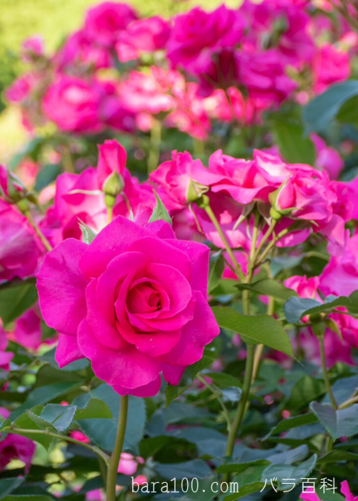 ローズうらら：京都府立植物園 バラ園で撮影したバラの花