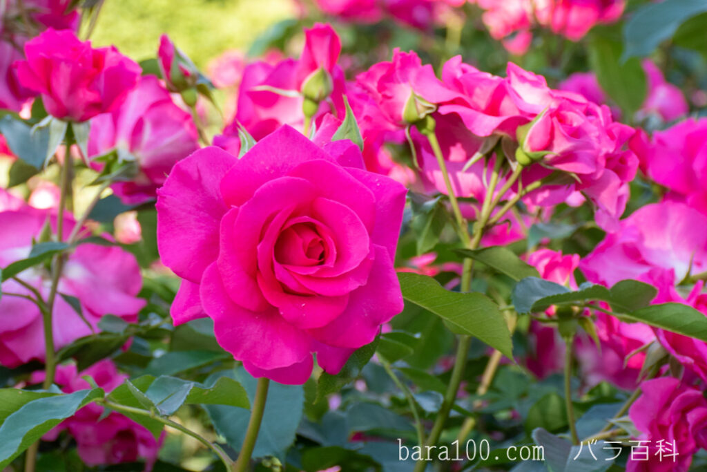 ローズうらら：京都府立植物園 バラ園で撮影したバラの花