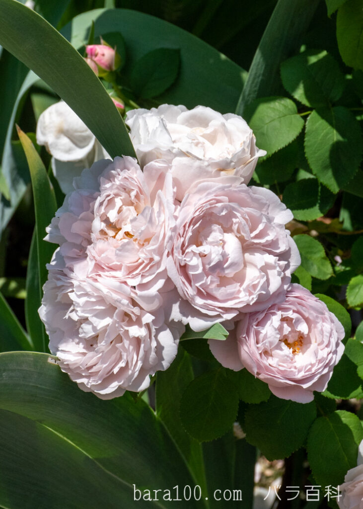 ウィンチェスター キャセドラル：ひらかたパーク ローズガーデンで撮影したバラの花