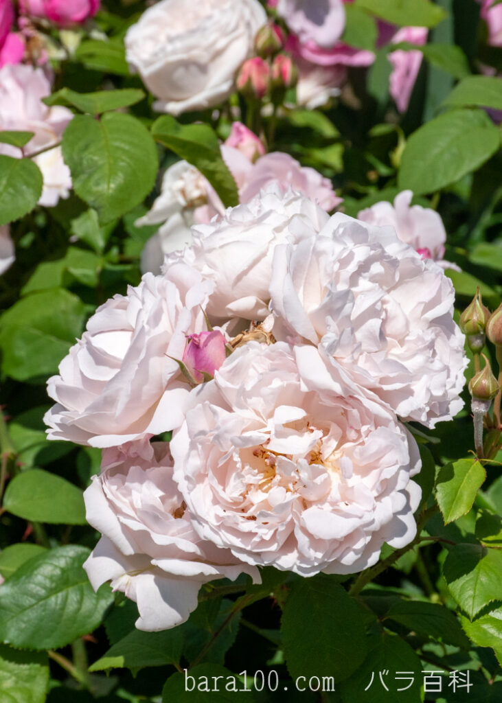 ウィンチェスター キャセドラル：ひらかたパーク ローズガーデンで撮影したバラの花とつぼみ