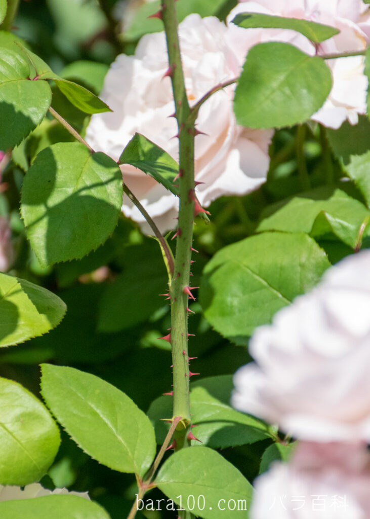 ウィンチェスター キャセドラル：ひらかたパーク ローズガーデンで撮影したバラの枝と葉とトゲ