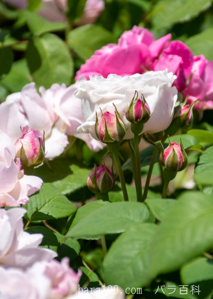 ウィンチェスター キャセドラル：ひらかたパーク ローズガーデンで撮影したバラの花のつぼみ