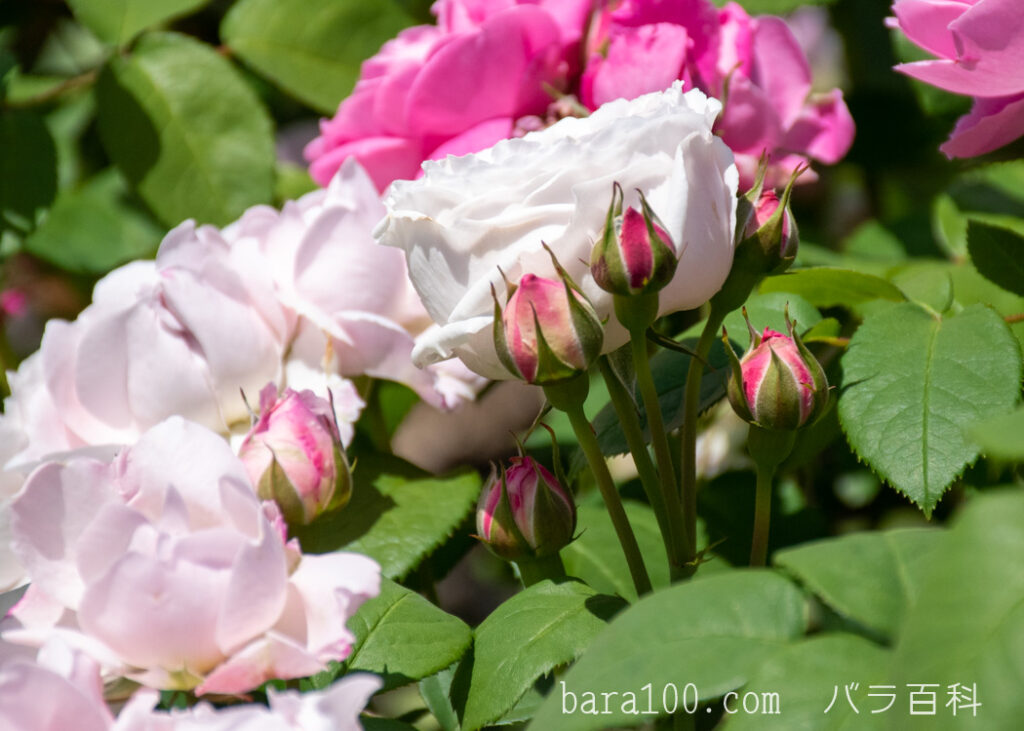 ウィンチェスター キャセドラル：ひらかたパーク ローズガーデンで撮影したバラの花のつぼみ