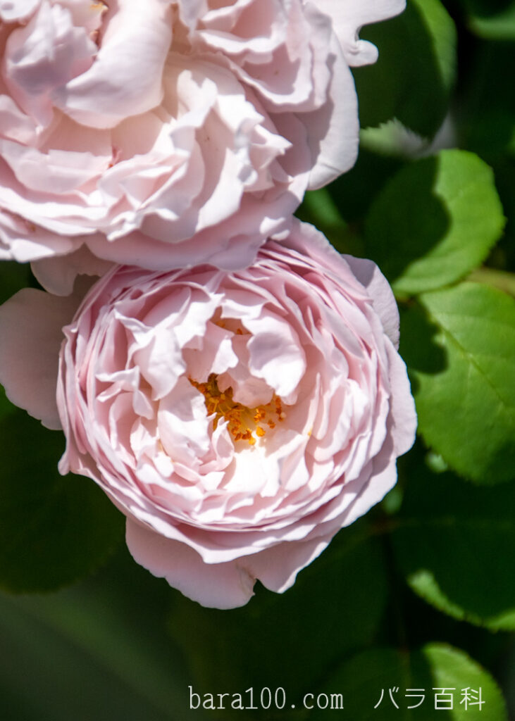 ウィンチェスター キャセドラル：ひらかたパーク ローズガーデンで撮影したバラの花