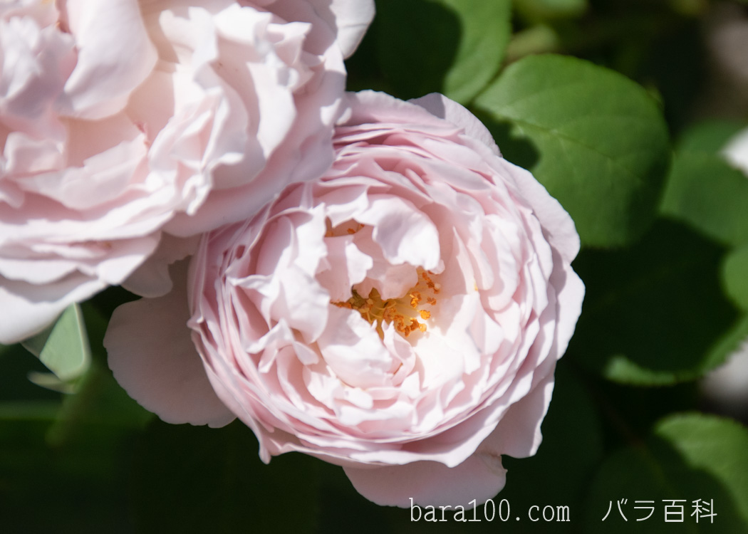 ウィンチェスター キャシードラル / ウィンチェスター キャセドラル