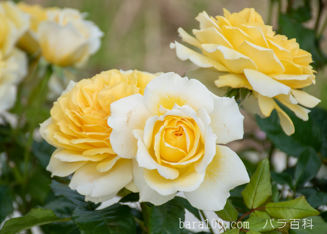 イエロー エタニティ