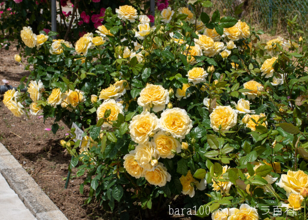 イエローエタニティー：湖西浄化センター バラ花壇で撮影したバラの花の木全体