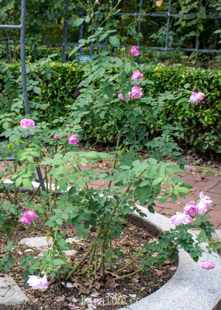 チャンピオン オブ ザ ワールド：花博記念公園鶴見緑地バラ園で撮影したバラの株全体