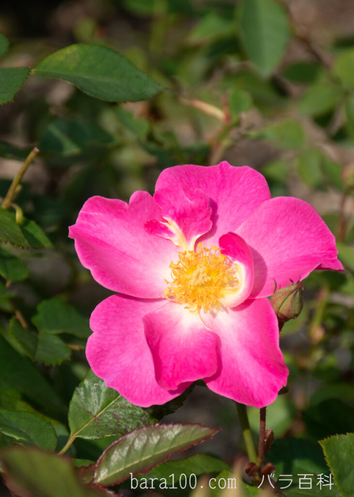カウンティ フェア：長居植物園バラ園で撮影したバラの花
