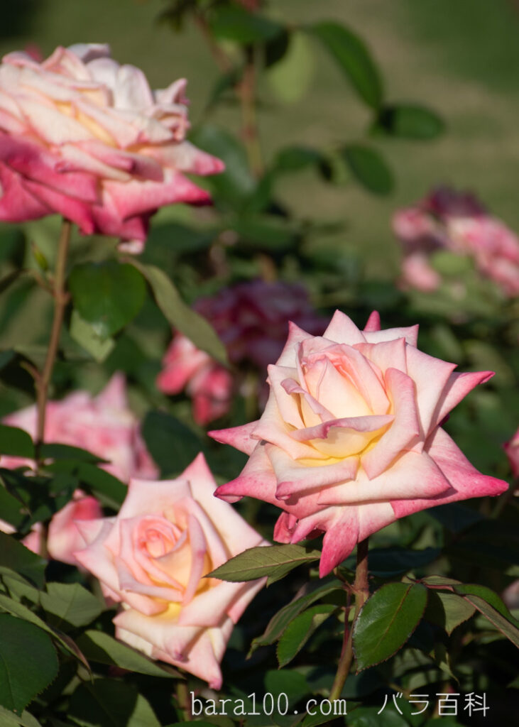 エレガント レディ / ダイアナ プリンセス オブ ウェールズ：京都府立植物園バラ園で撮影したバラの花