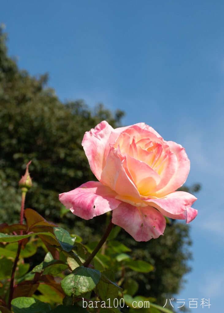エレガント レディ / ダイアナ プリンセス オブ ウェールズ：長居植物園バラ園で撮影したバラの花