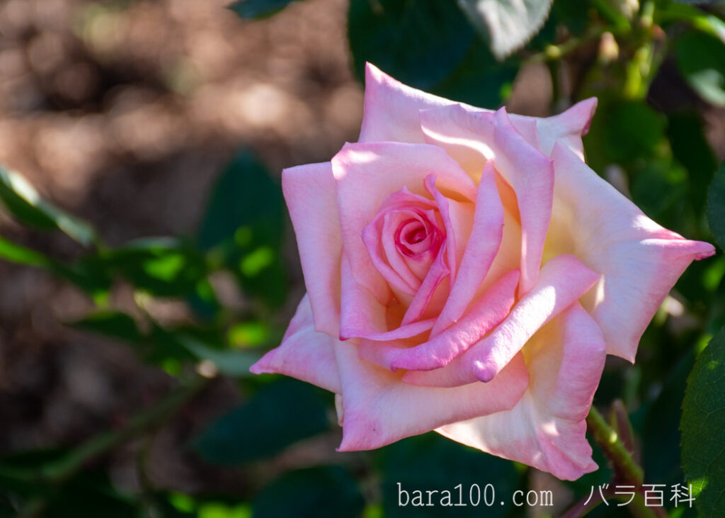 エレガント レディ / ダイアナ プリンセス オブ ウェールズ：京都府立植物園バラ園で撮影したバラの花