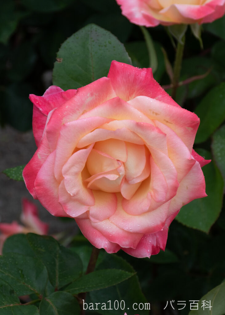エレガント レディ / ダイアナ プリンセス オブ ウェールズ：びわ湖大津館イングリッシュガーデンで撮影したバラの花
